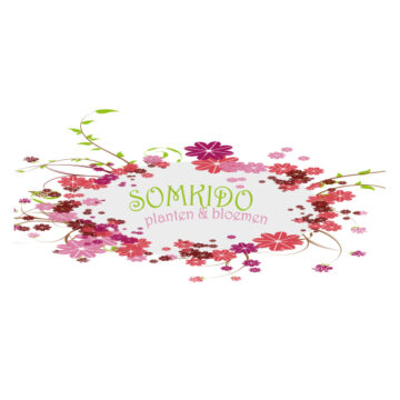 Logo Somkido